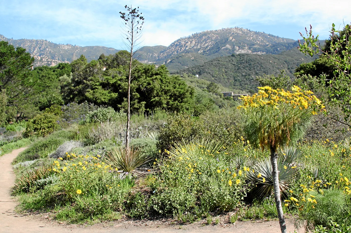 Porter Trail, Coreopsis Border North