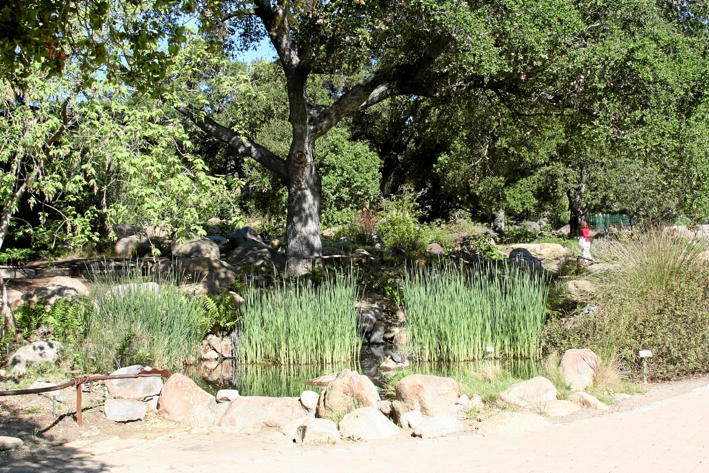 Meadow, Pond from main path, northwest
