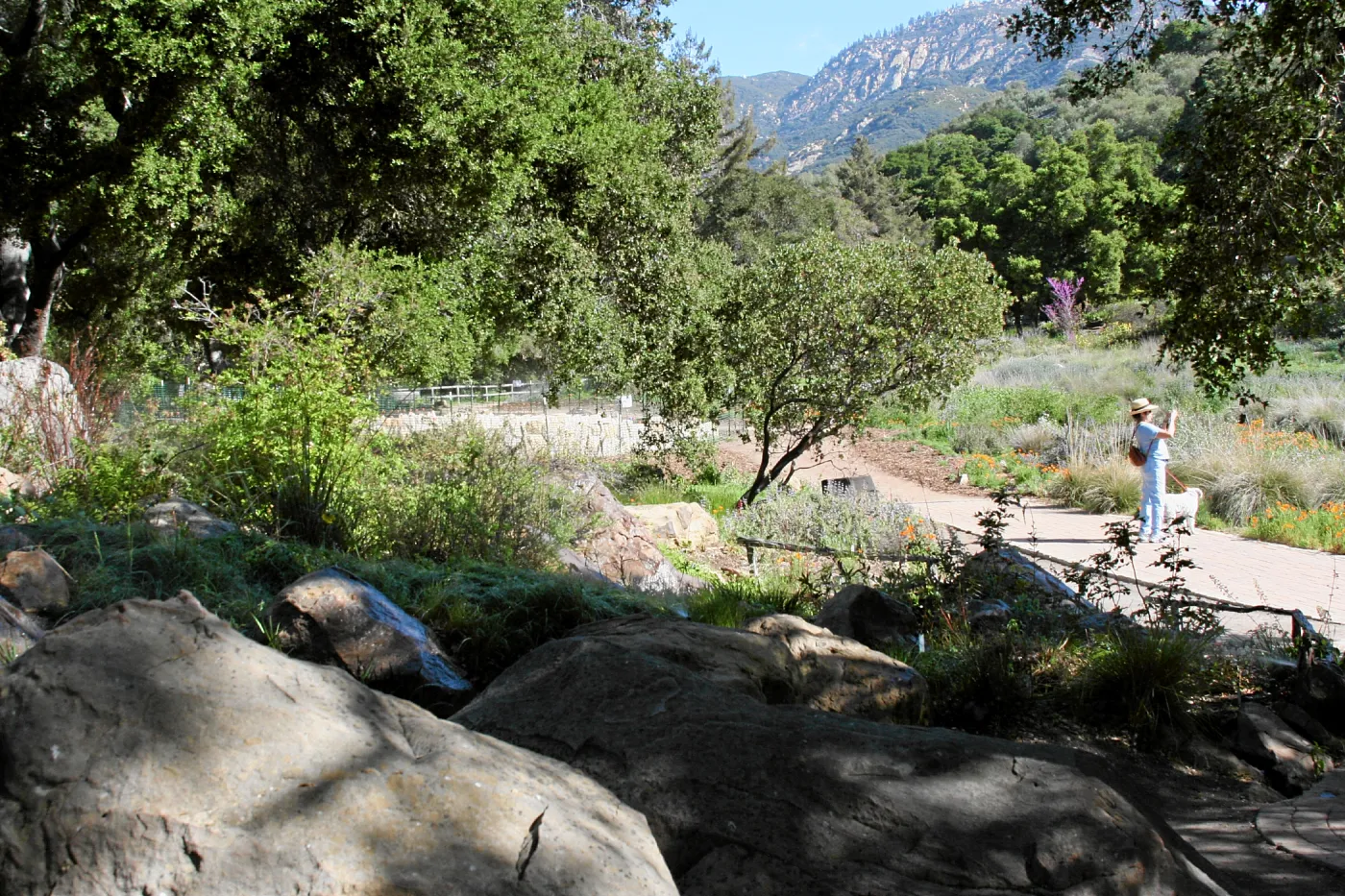 Meadow, Orchid display, north