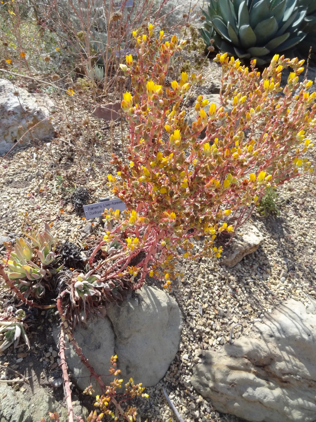 Dudleya Palmeri, Dudleya Display in bloom