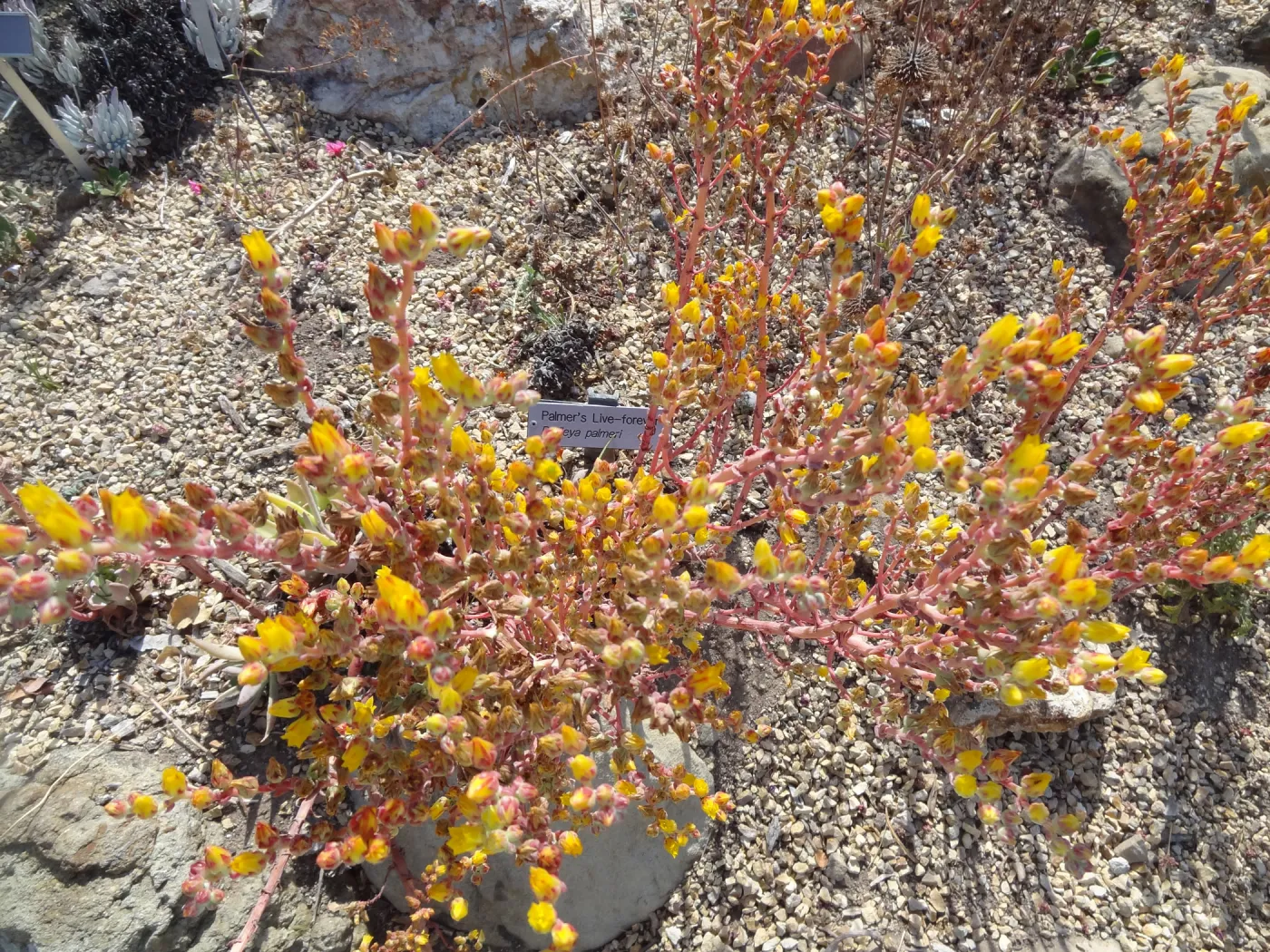 Dudleya Palmeri, Dudleya Display in bloom