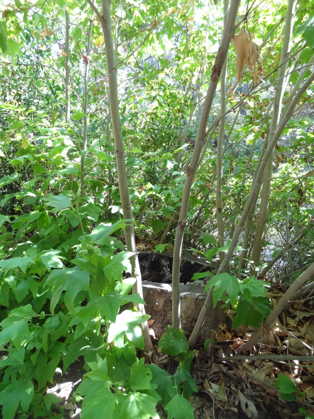 Sycamore stump resprout, 3 years post Jesusita Fire, Canyon Trail, SBBG