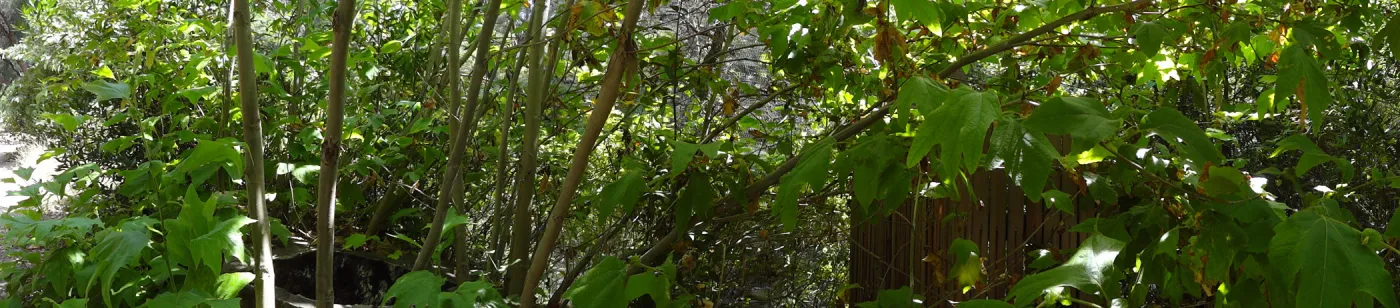 Sycamore stump resprout, 3 years post Jesusita Fire, Canyon Trail, SBBG, panorama