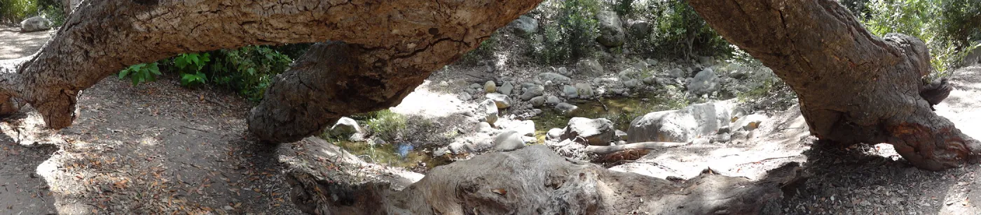 tree trunk arch, Canyon Trail, panorama