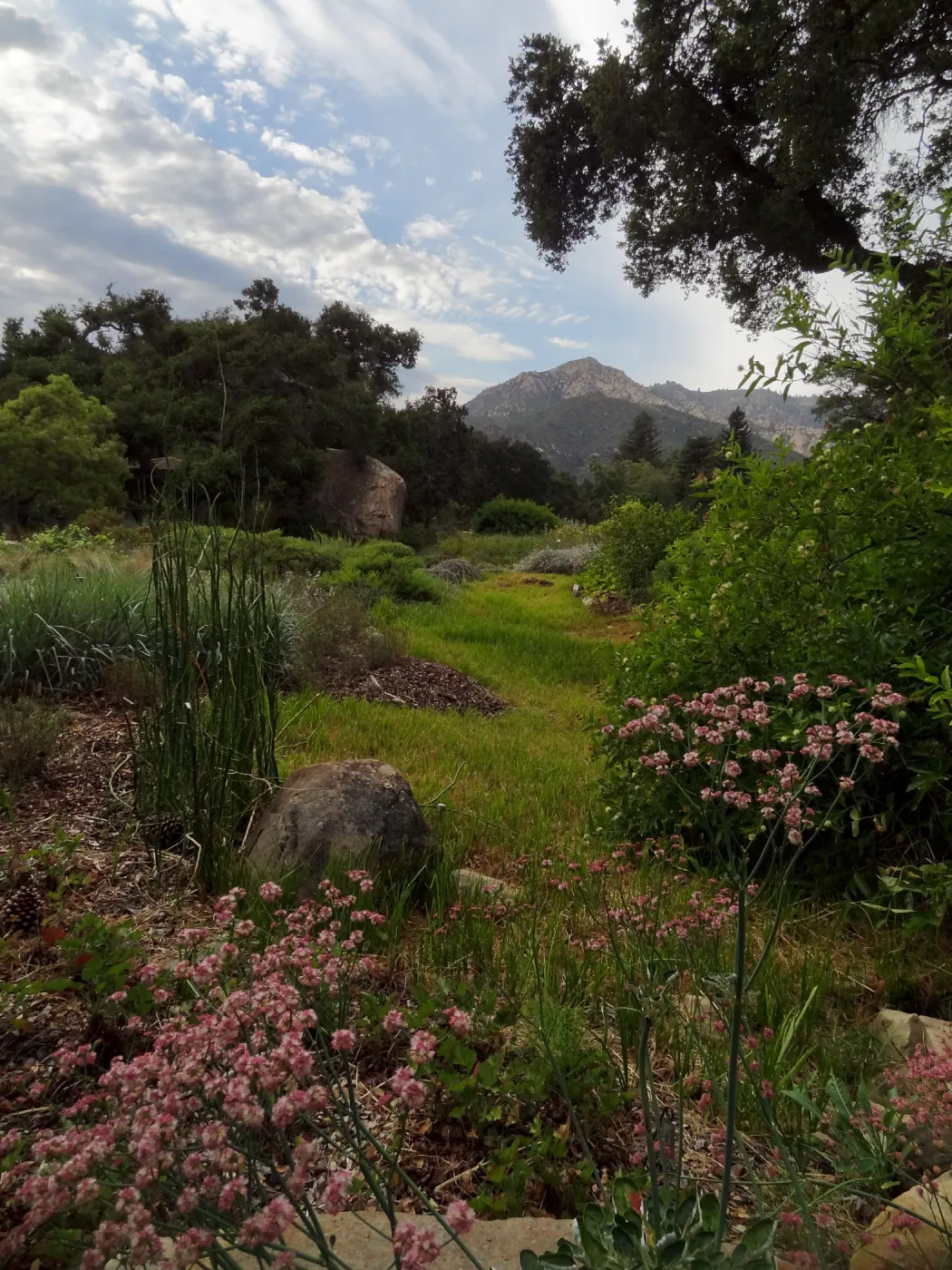 SBBG Meadow, view to the mountains, clouds, Eriogonum (wild buckwheat) in bloom