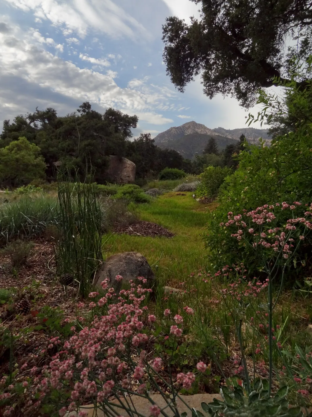 SBBG Meadow, view to the mountains, clouds, Eriogonum (wild buckwheat) in bloom