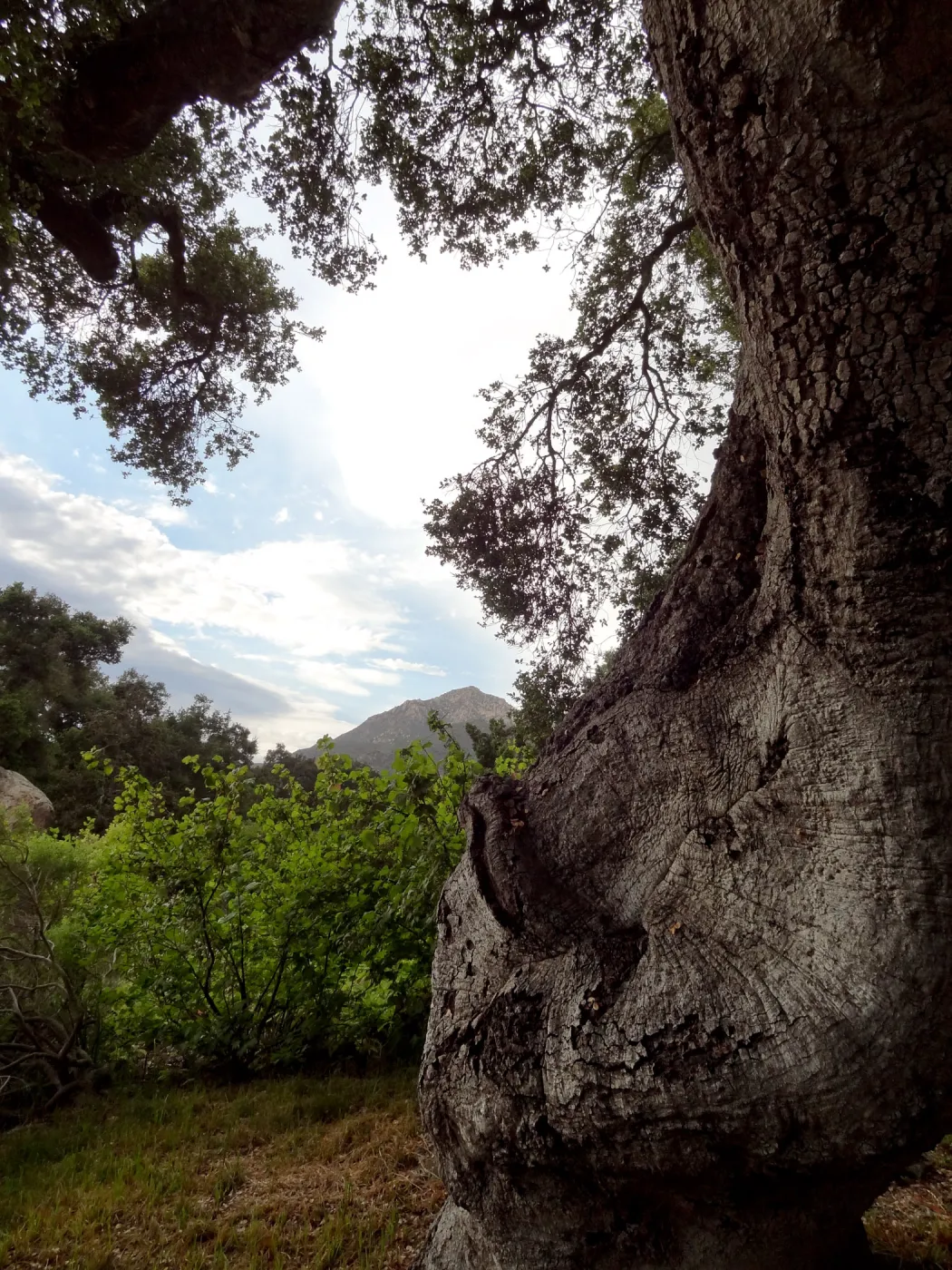 SBBG lower Meadow, monsoon clouds, late afternoon, natural window, view to mountains