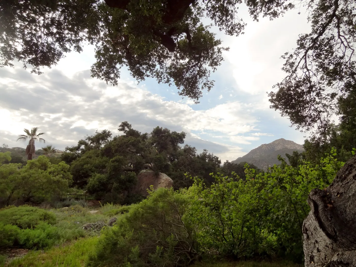 SBBG lower Meadow, monsoon clouds, late afternoon, natural window, view to mountains, Desert Section, Blaksley Boulder