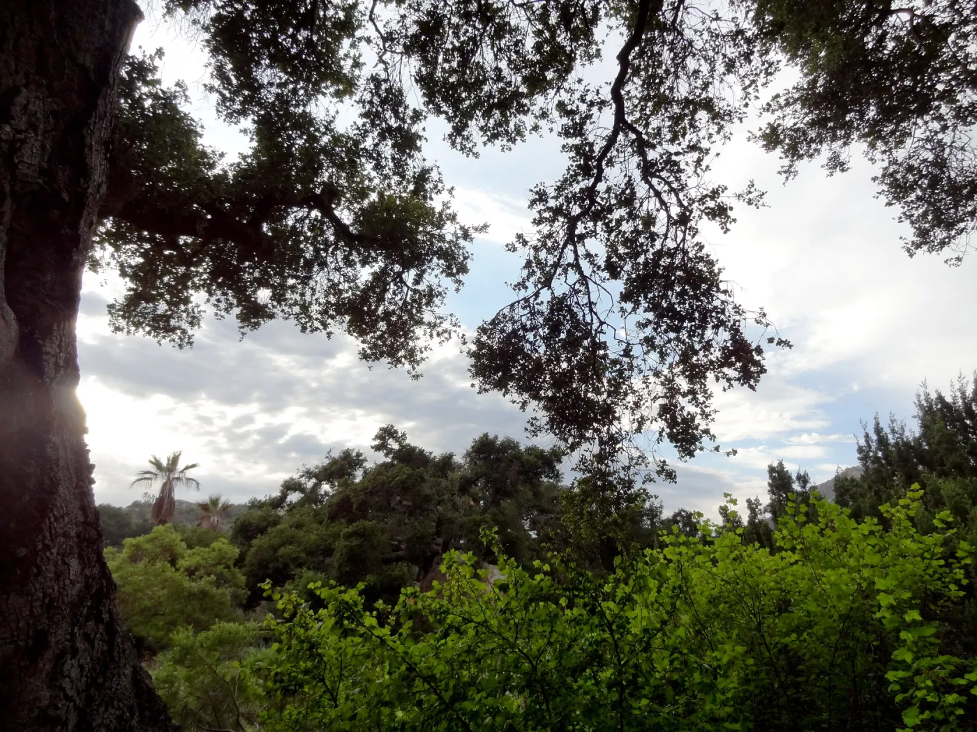SBBG lower Meadow, monsoon clouds, late afternoon, natural window
