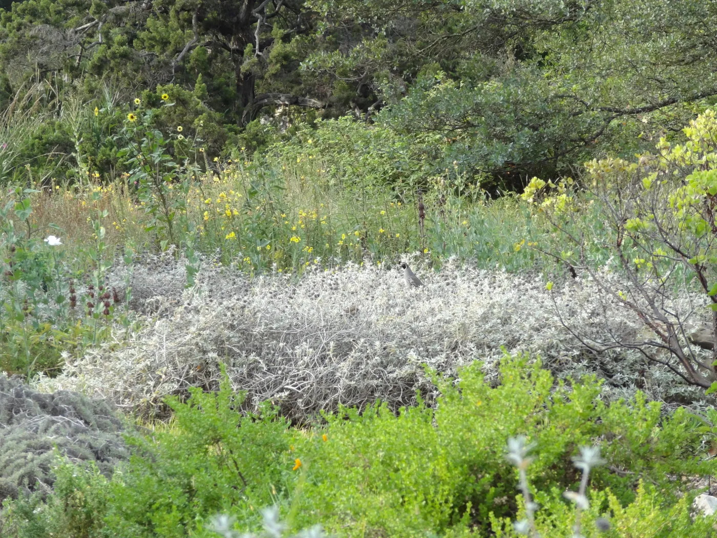 California quail, lower Meadow, Ground Cover Display