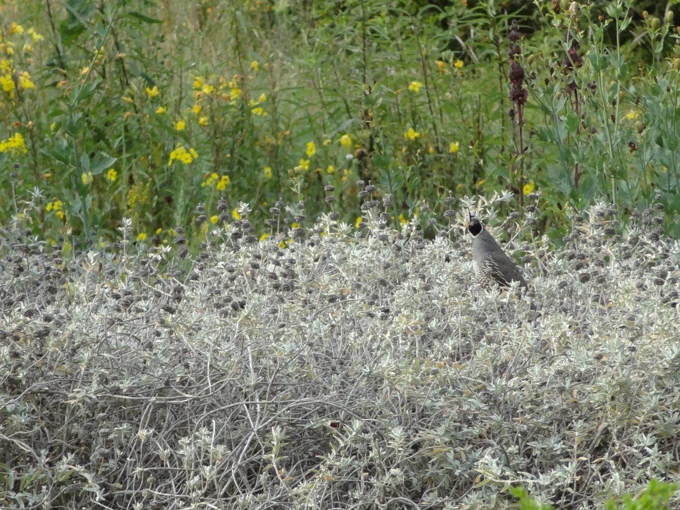 California quail, lower Meadow, Ground Cover Display