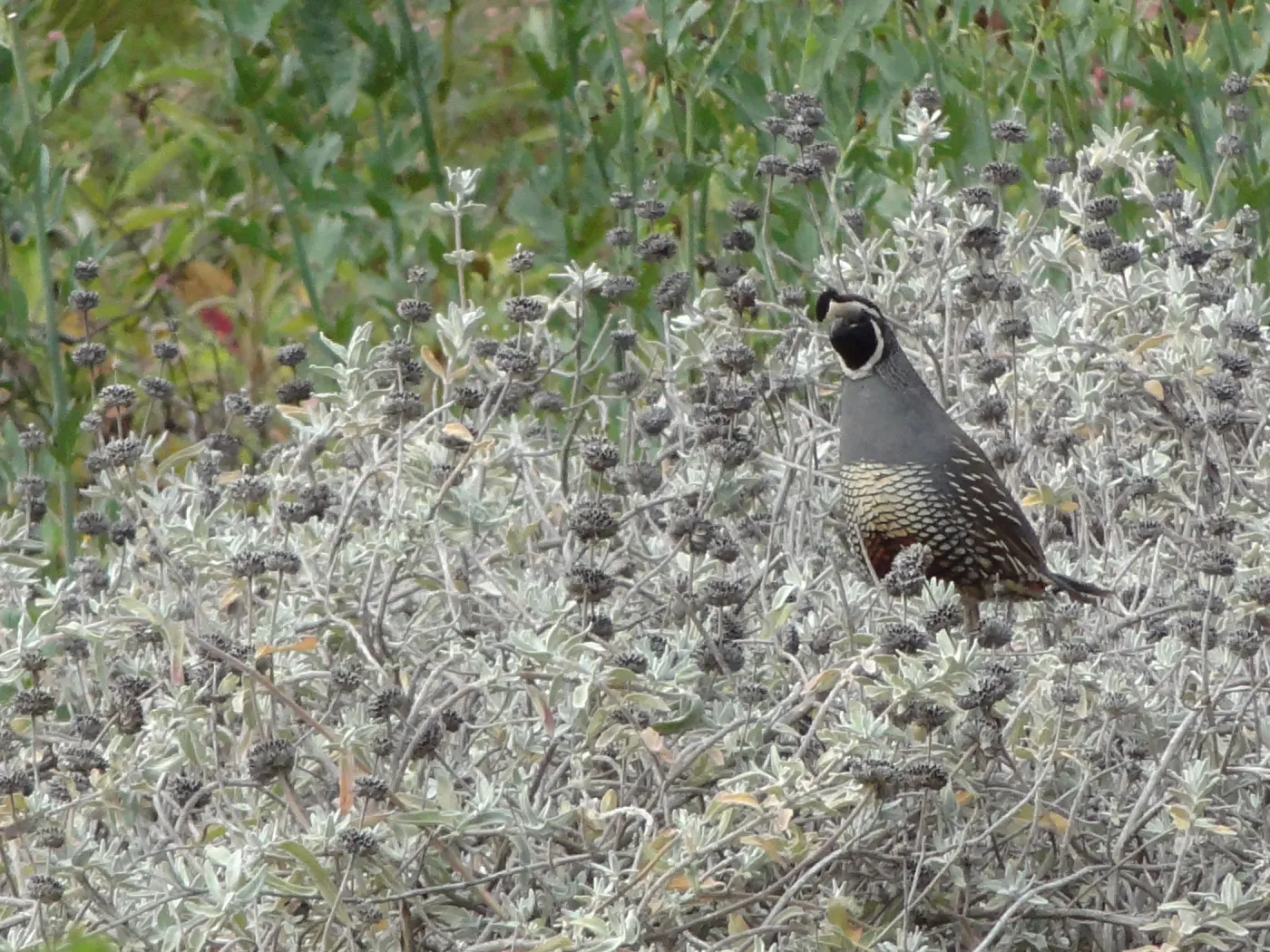 California quail, lower Meadow, Ground Cover Display