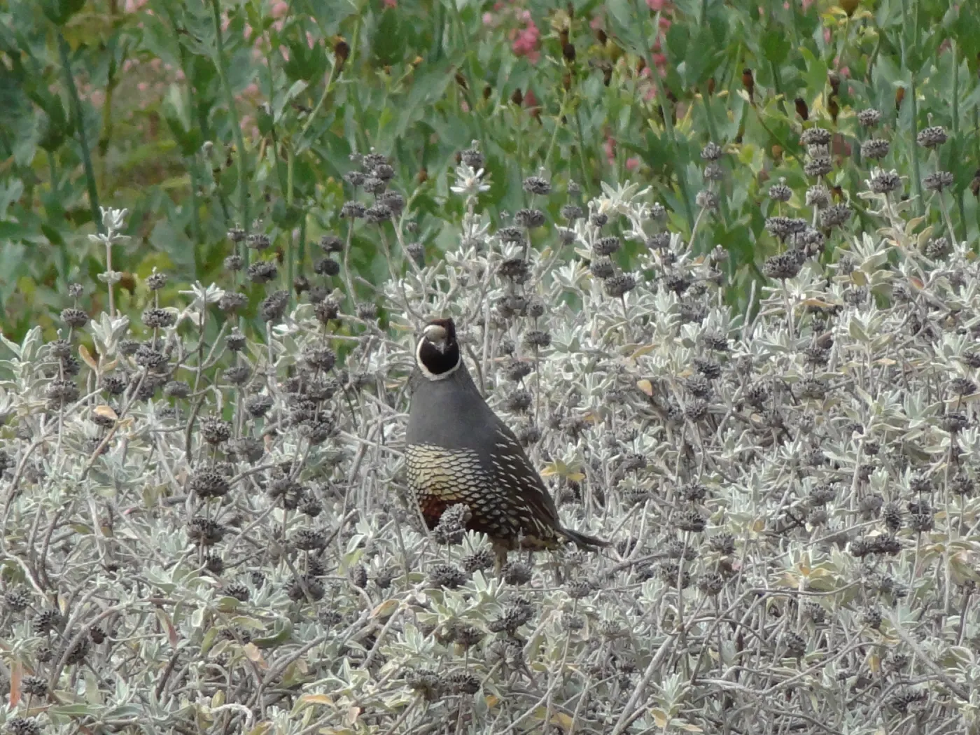 California quail, lower Meadow, Ground Cover Display