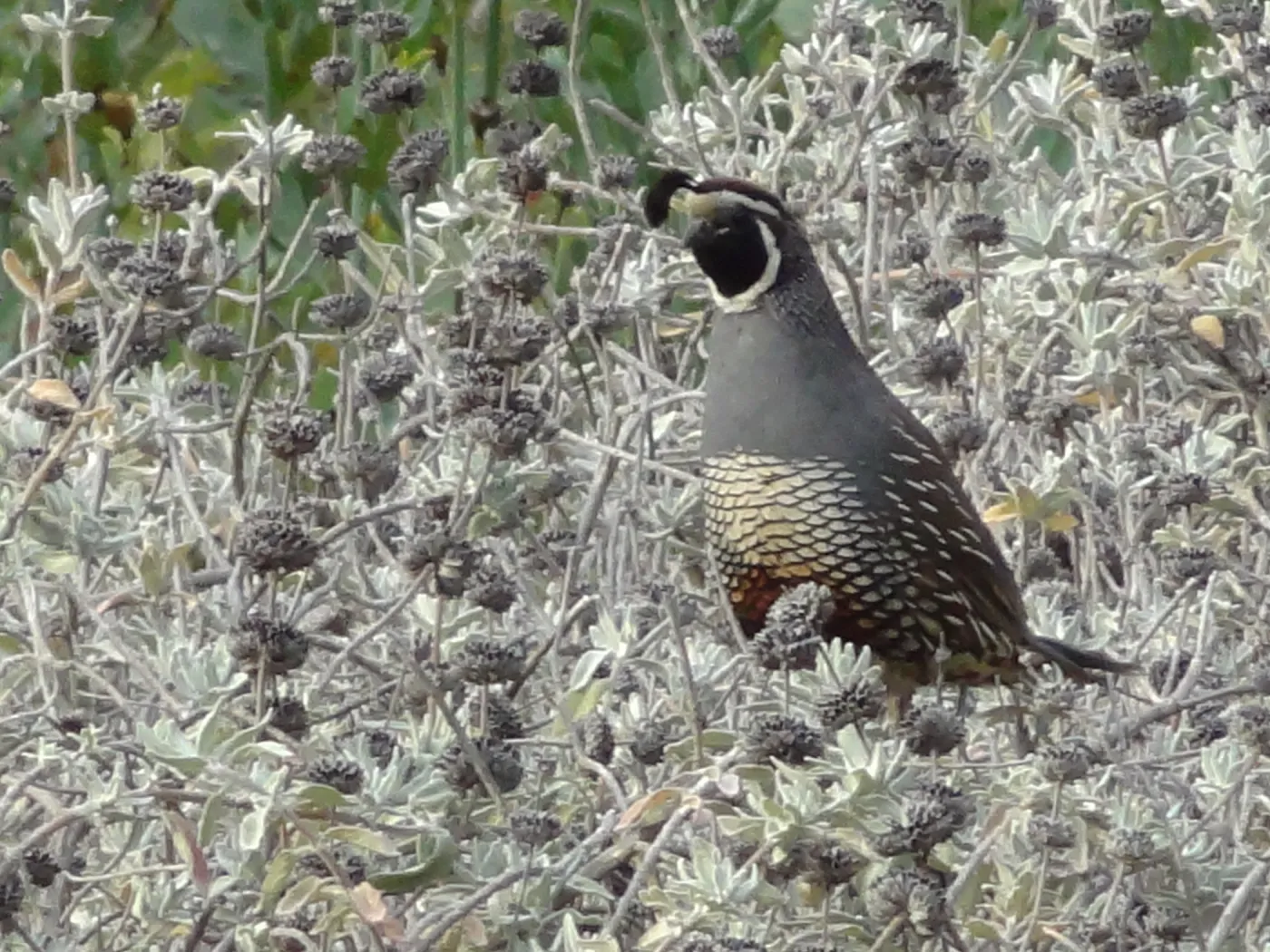 California quail, lower Meadow, Ground Cover Display