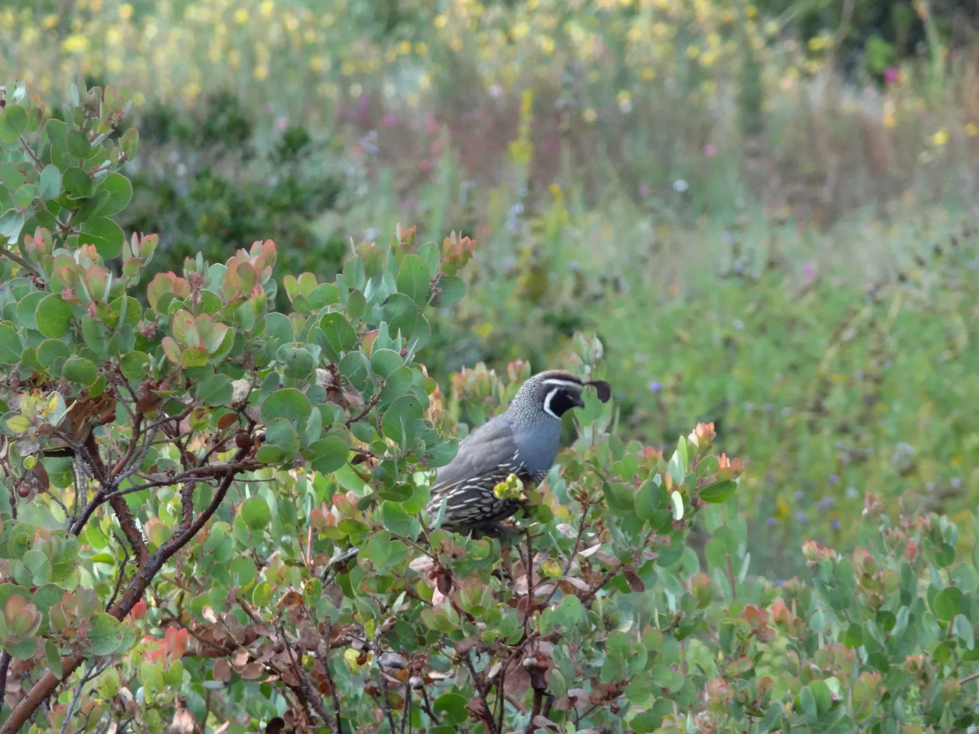 California quail, lower Meadow, Ground Cover Display