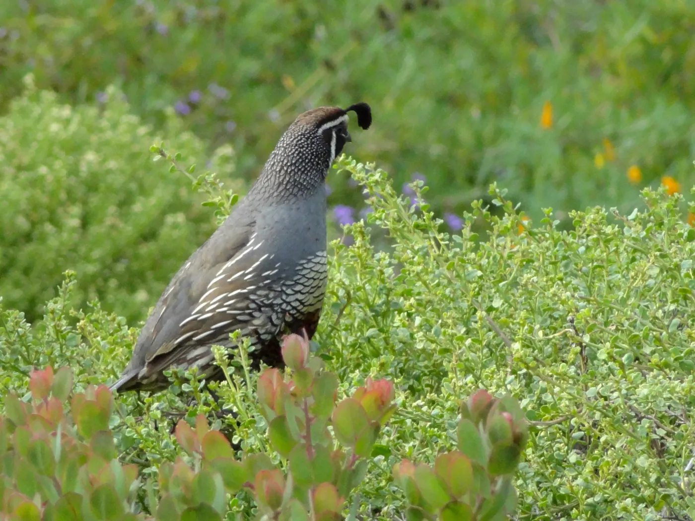 California quail, lower Meadow, Ground Cover Display