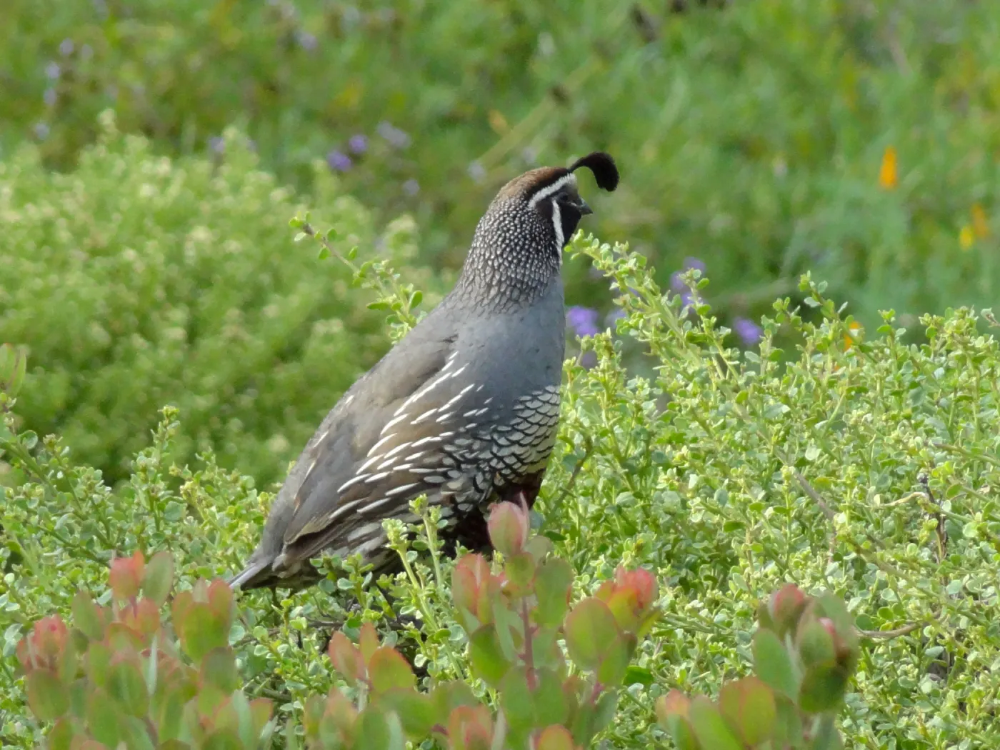 California quail, lower Meadow, Ground Cover Display