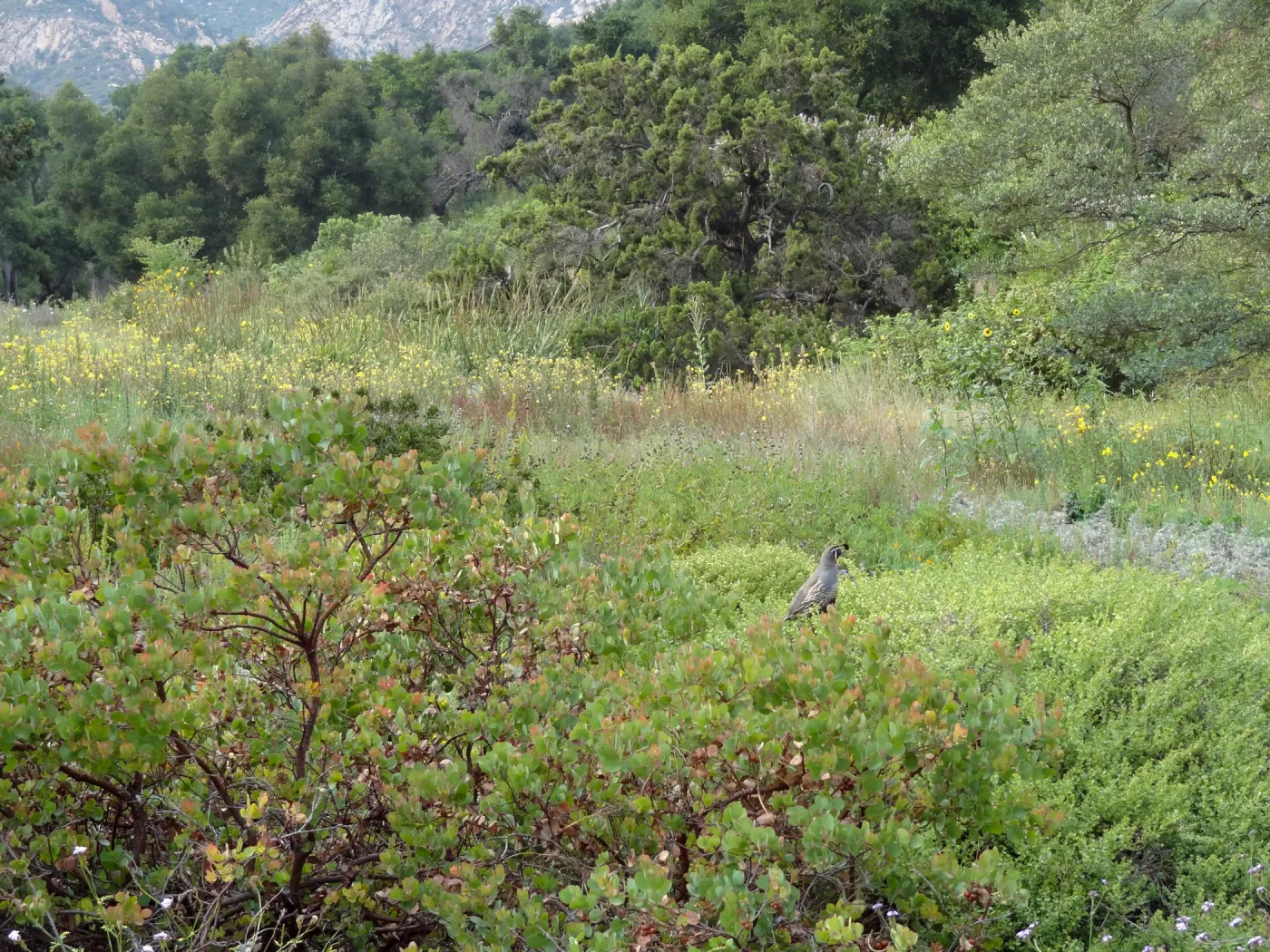 California quail, manzanita, Arctostaphylos, lower Meadow, Ground Cover Display