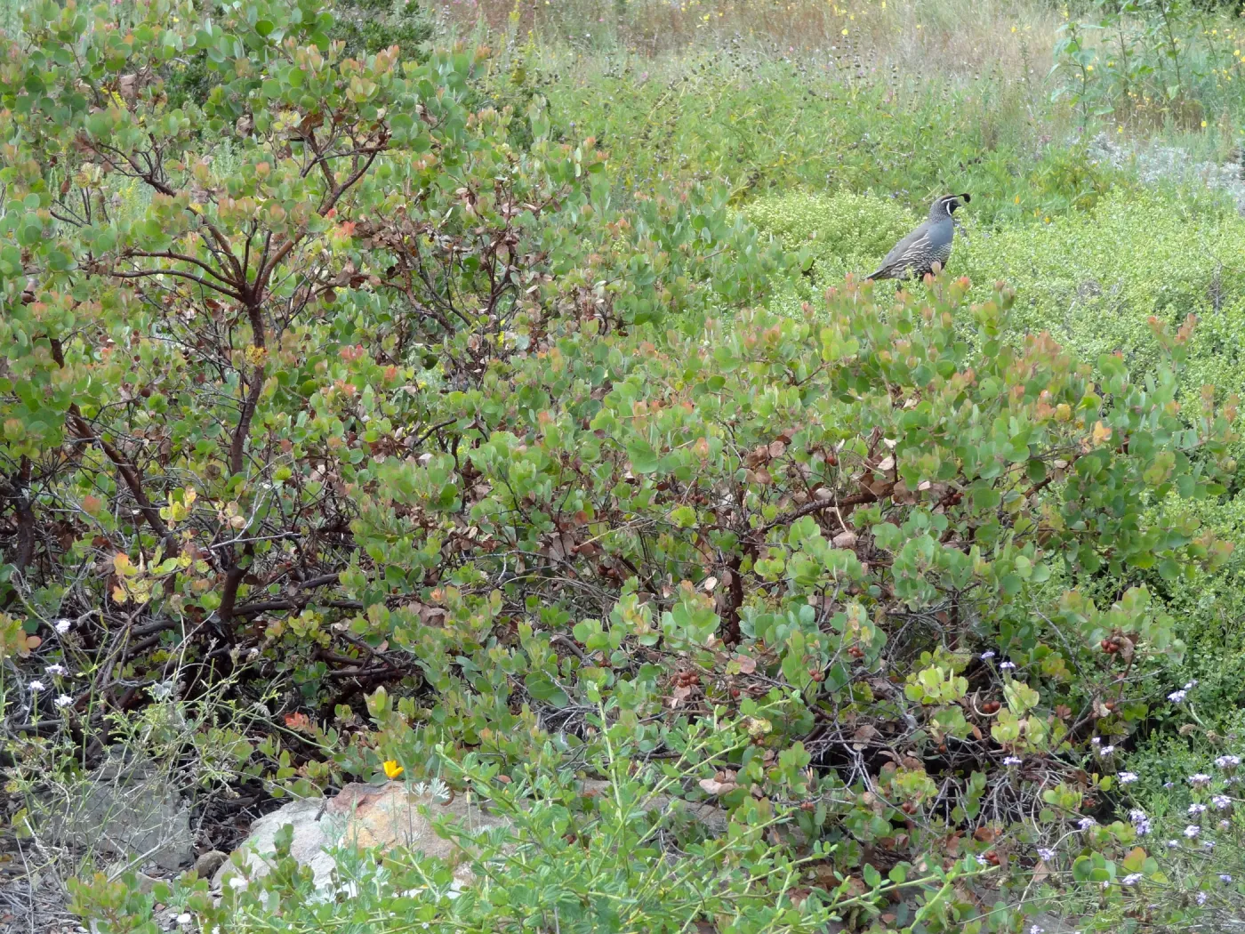 California quail, manzanita, Arctostaphylos, lower Meadow, Ground Cover Display