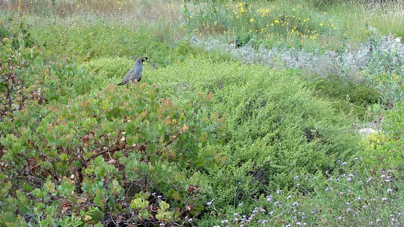 California quail, manzanita, Arctostaphylos, lower Meadow, Ground Cover Display