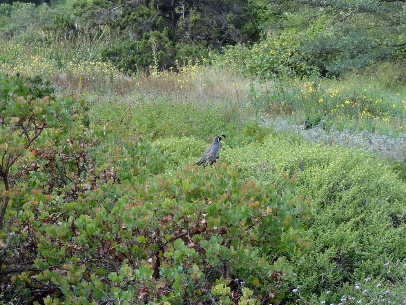 California quail, manzanita, Arctostaphylos, lower Meadow, Ground Cover Display