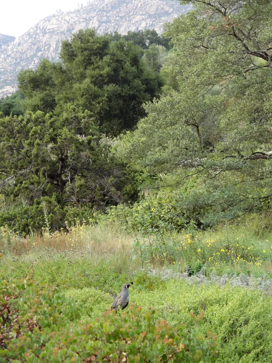 California quail, lower Meadow, Ground Cover Display