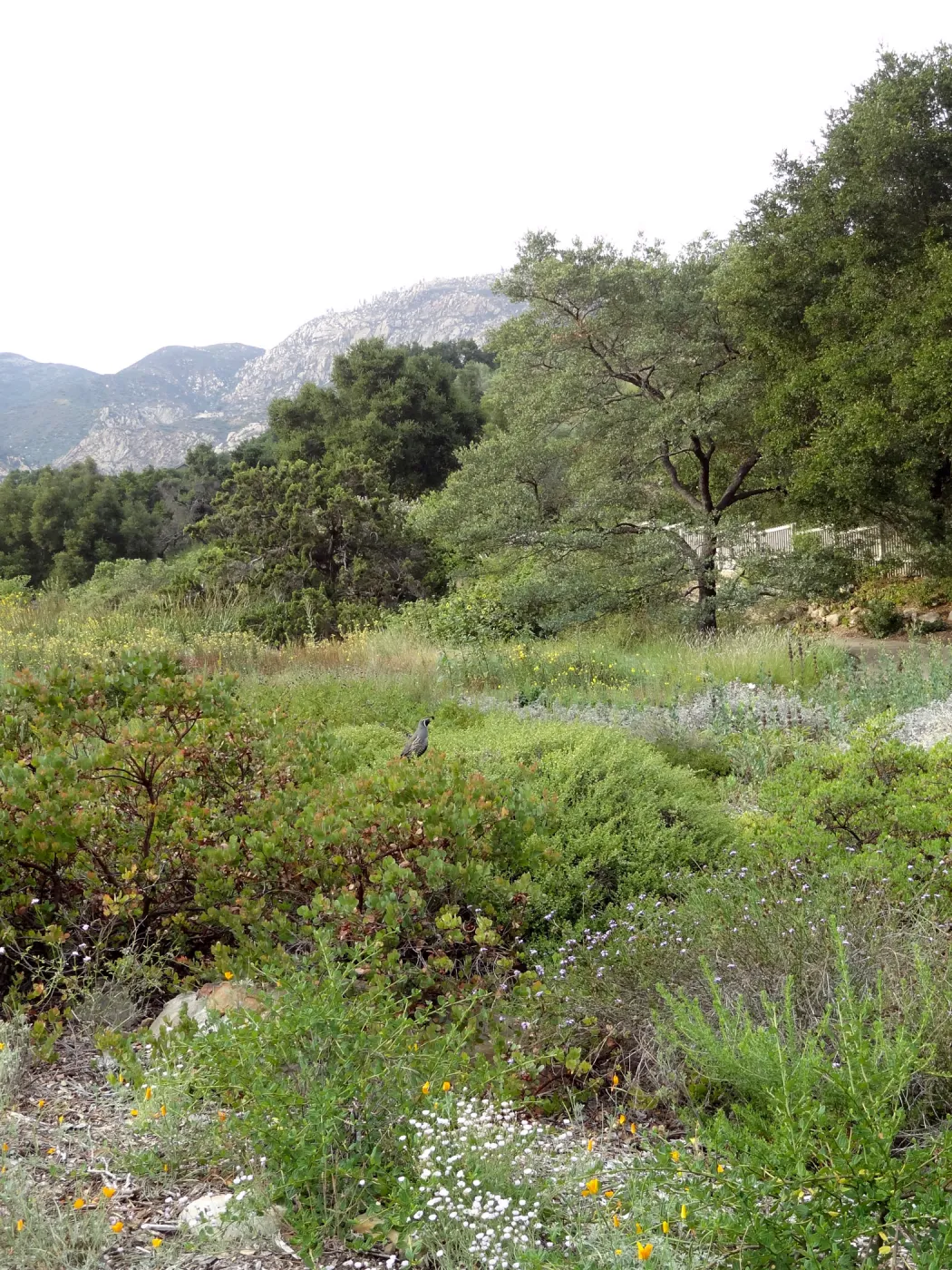 California quail, lower Meadow, Ground Cover Display, view to mountains