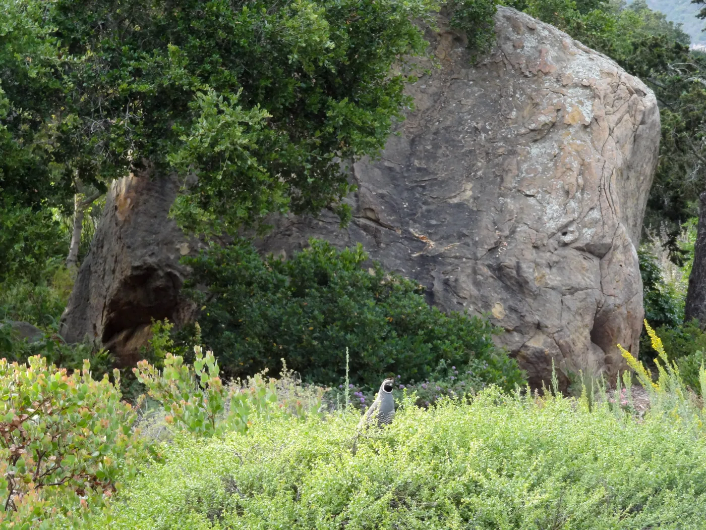 California quail, lower Meadow, Ground Cover Display, Blaksley Boulder