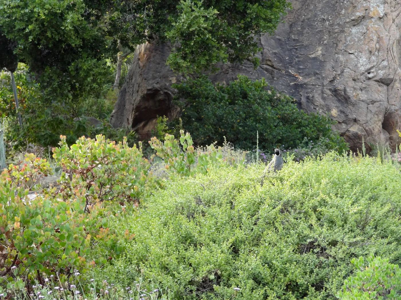 California quail, lower Meadow, Ground Cover Display, Blaksley Boulder