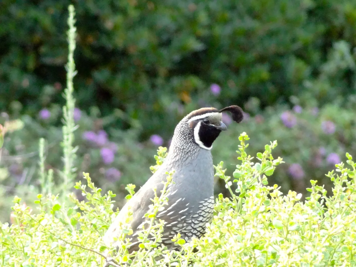 California quail, lower Meadow, Ground Cover Display