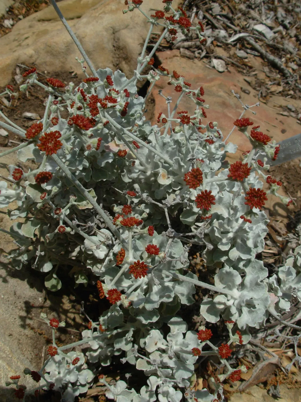 Eriogonum crocatum
