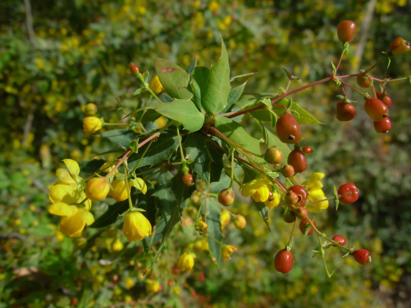 Berberis nevinii