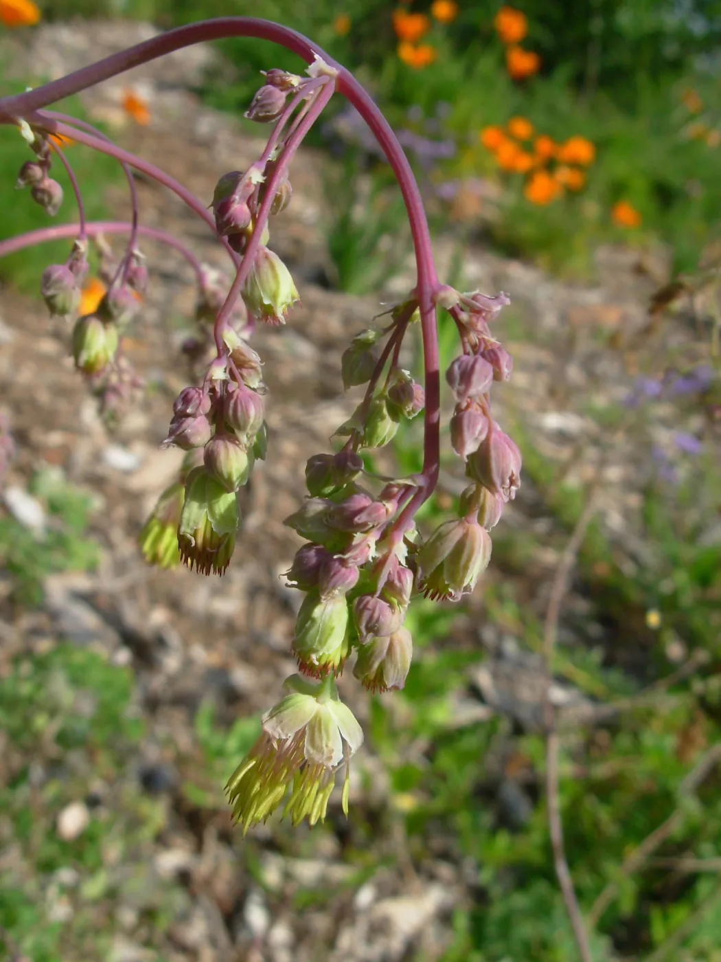 Thalictrum fendleri var. polycarpum