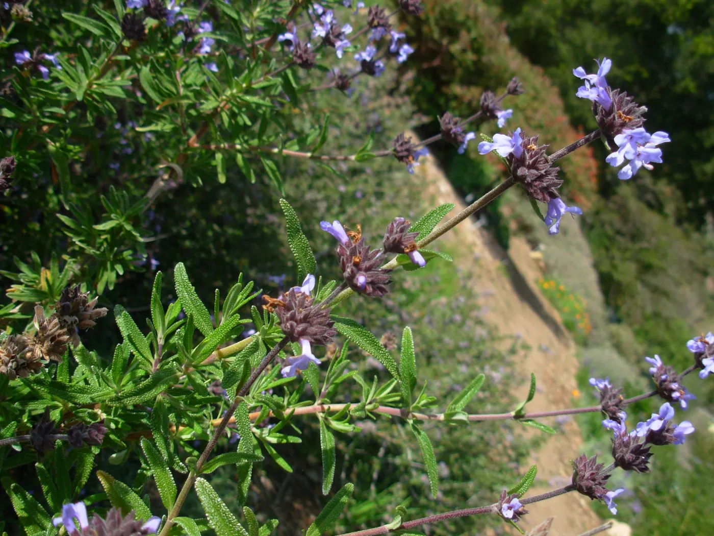 Salvia brandegeei (sage)