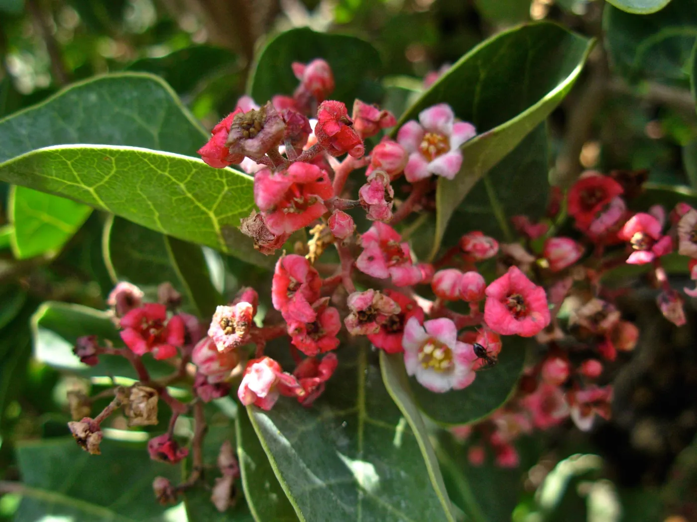 Rhus lentii