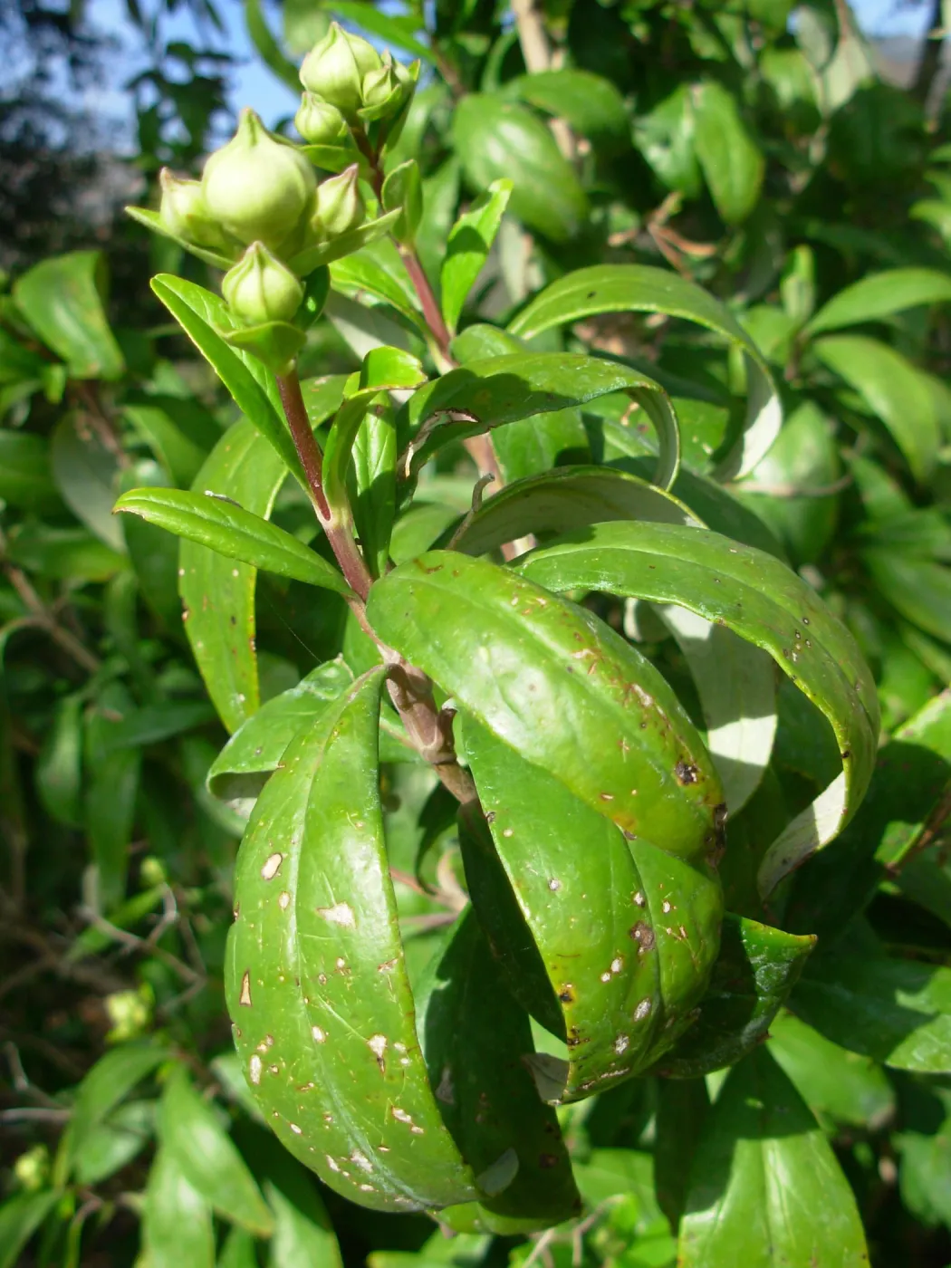 Carpenteria californica