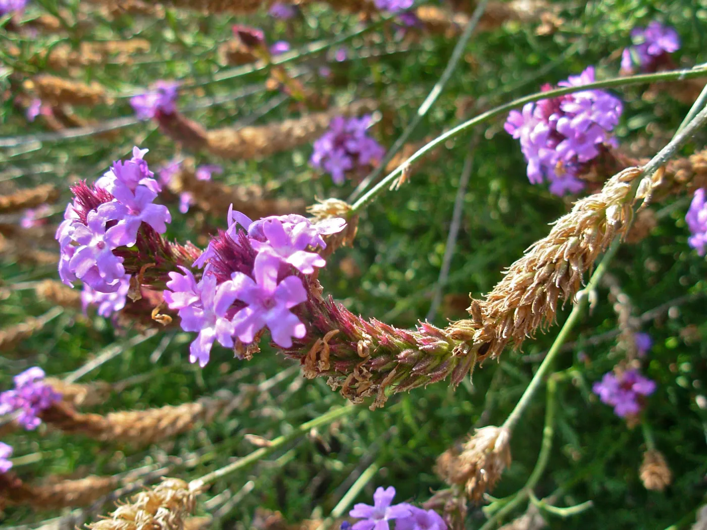Verbena lilacina