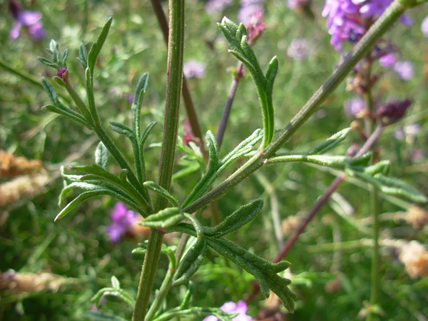 Verbena lilacina