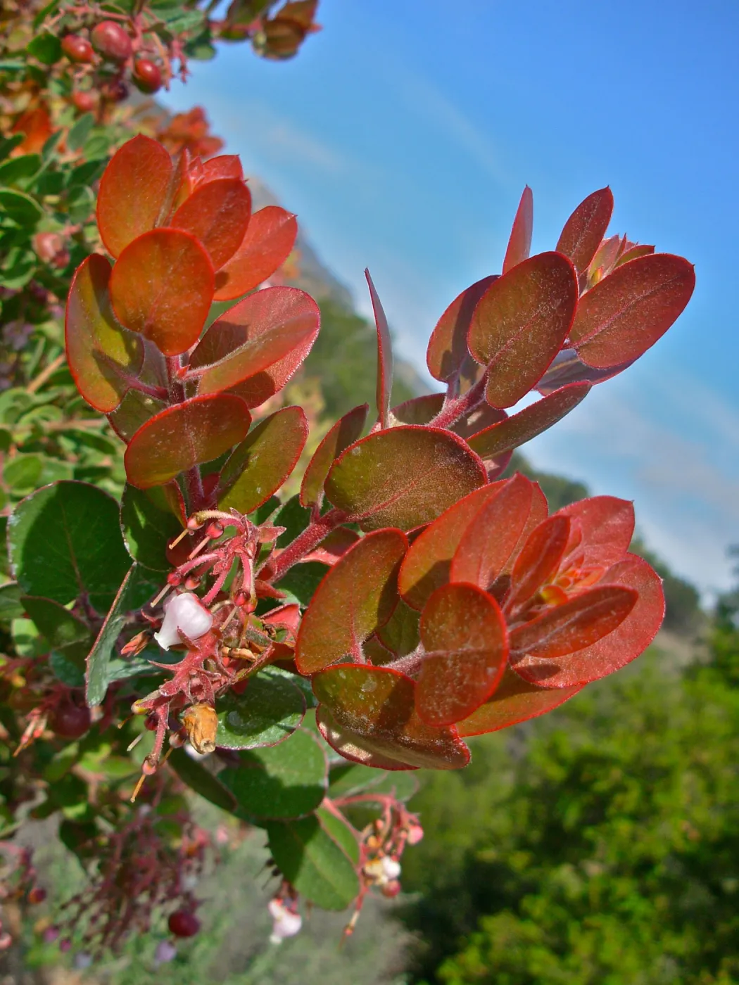 Arctostaphylos glauca