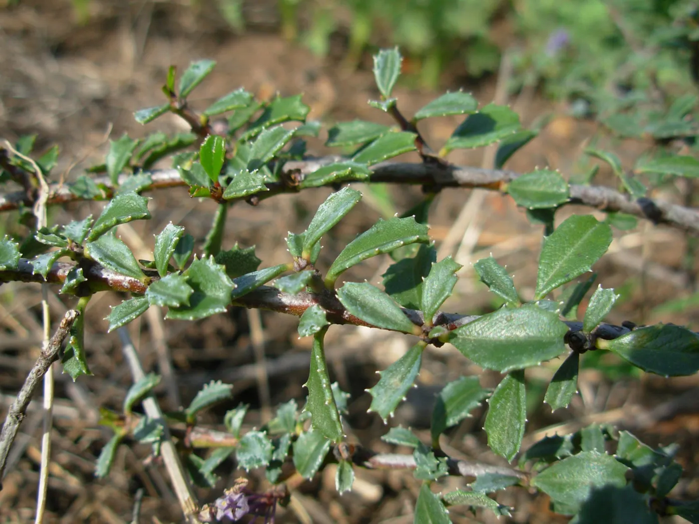Ceanothus gloriosus var. porrectus