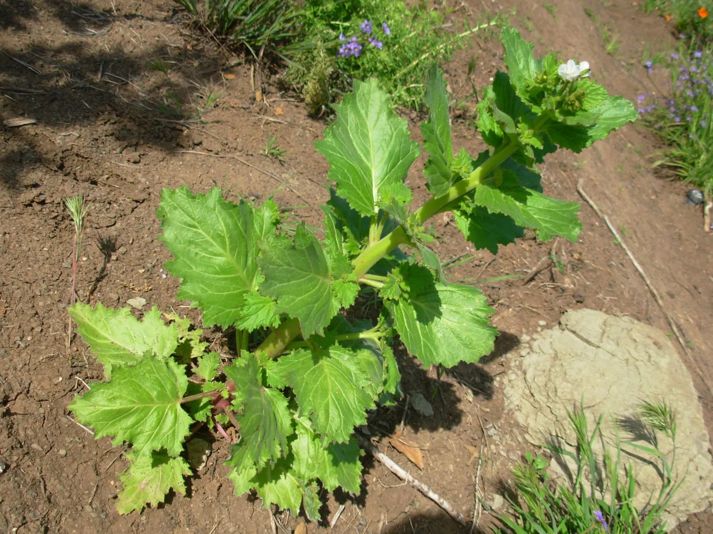 Phacelia sp.
