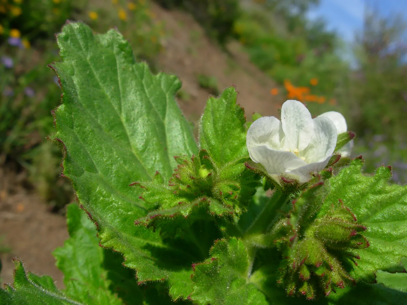 Phacelia sp.