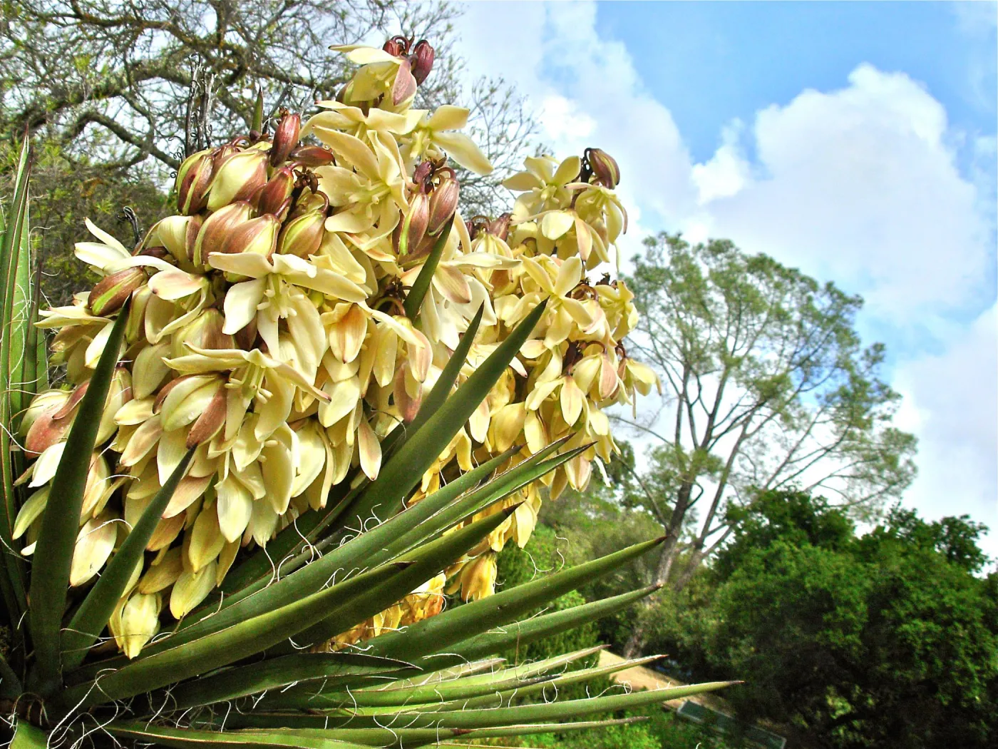 Yucca schidigera