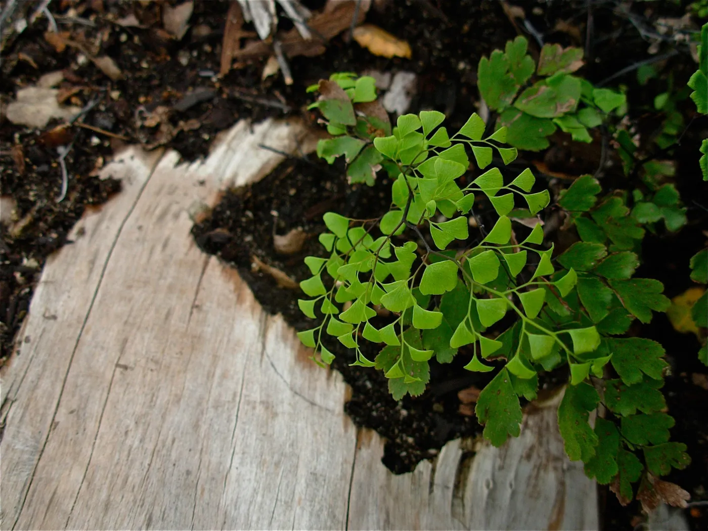 Adiantum jordanii