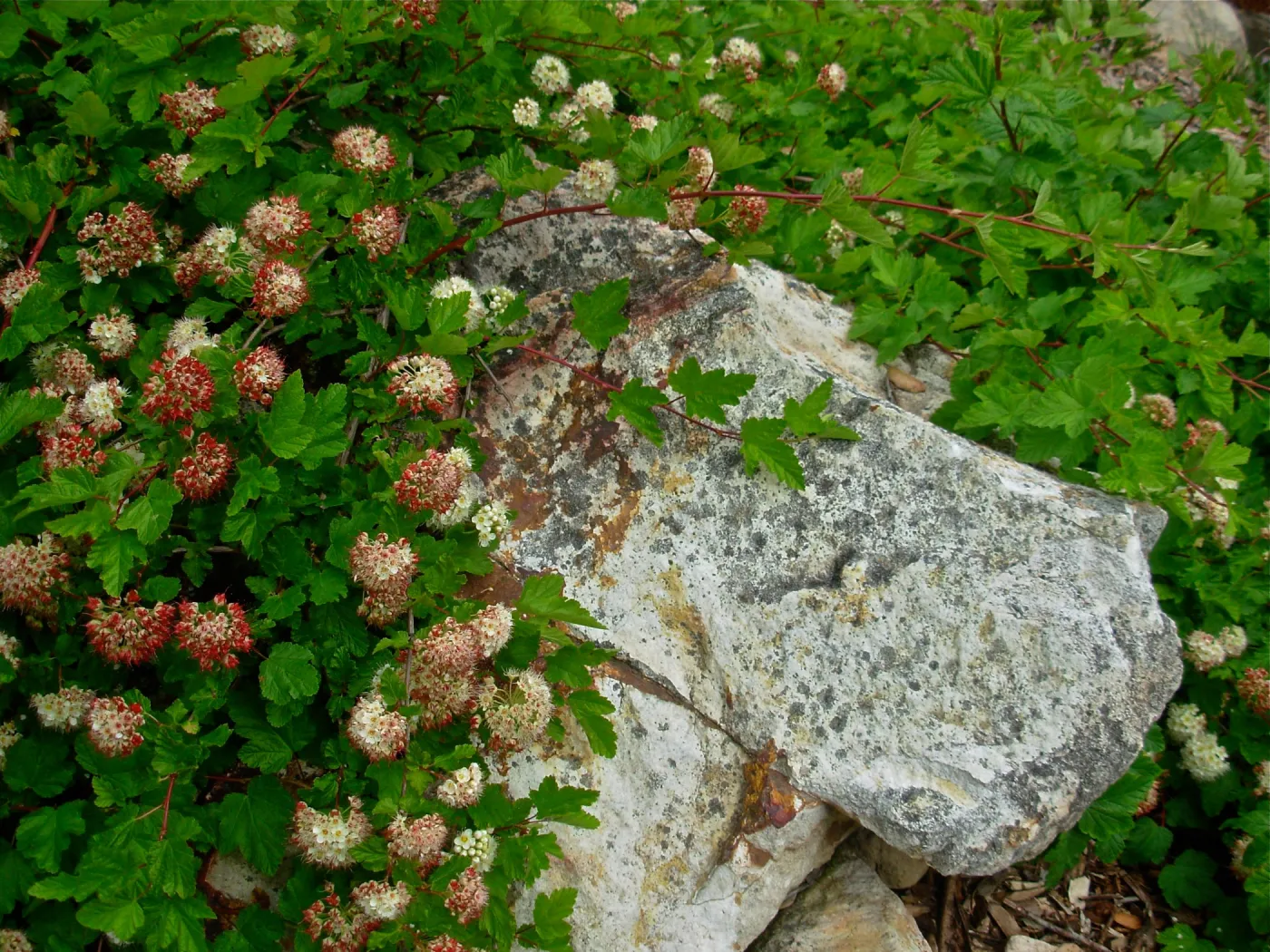 Physocarpus capitatus, Boulder