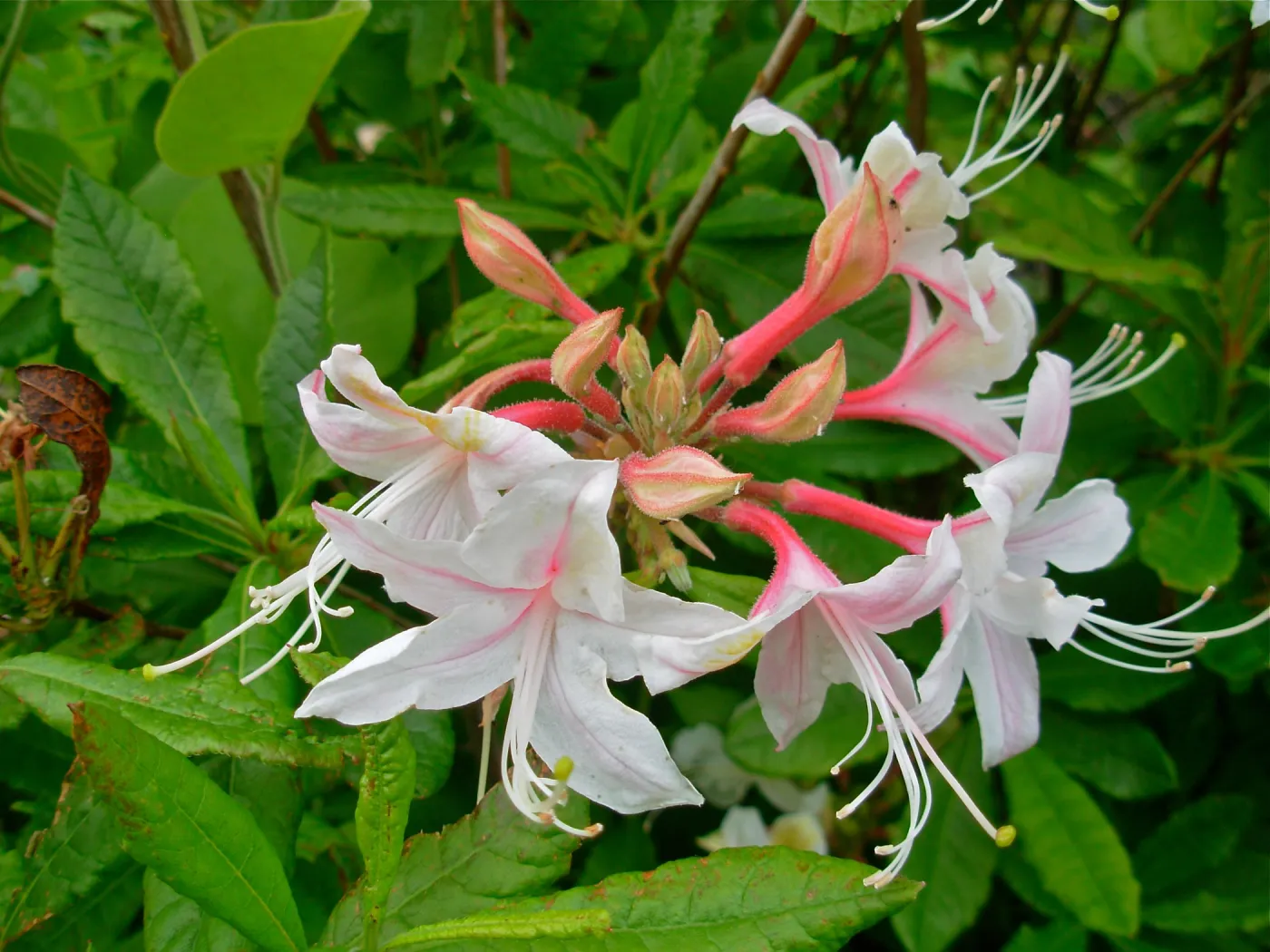 Rhodedendron occidentale