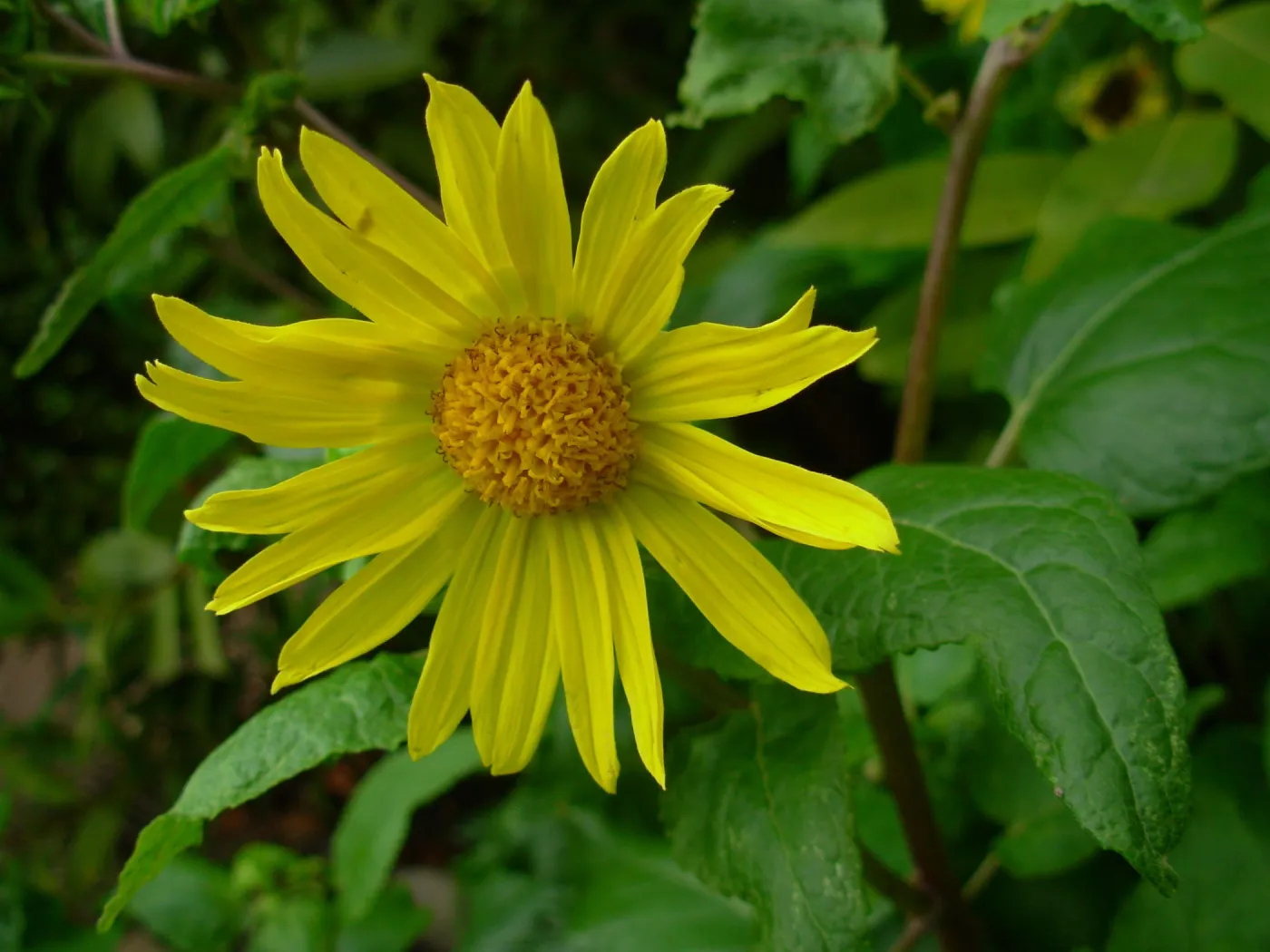 Venegasia carpesioides