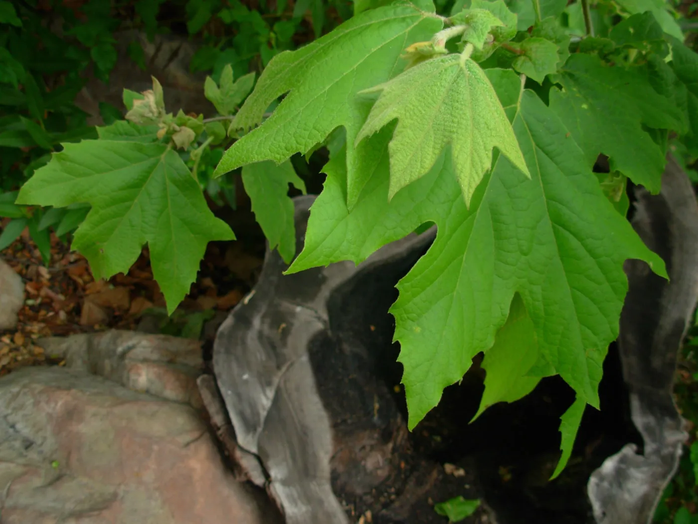 Platanus racemosa leaves, burned out log