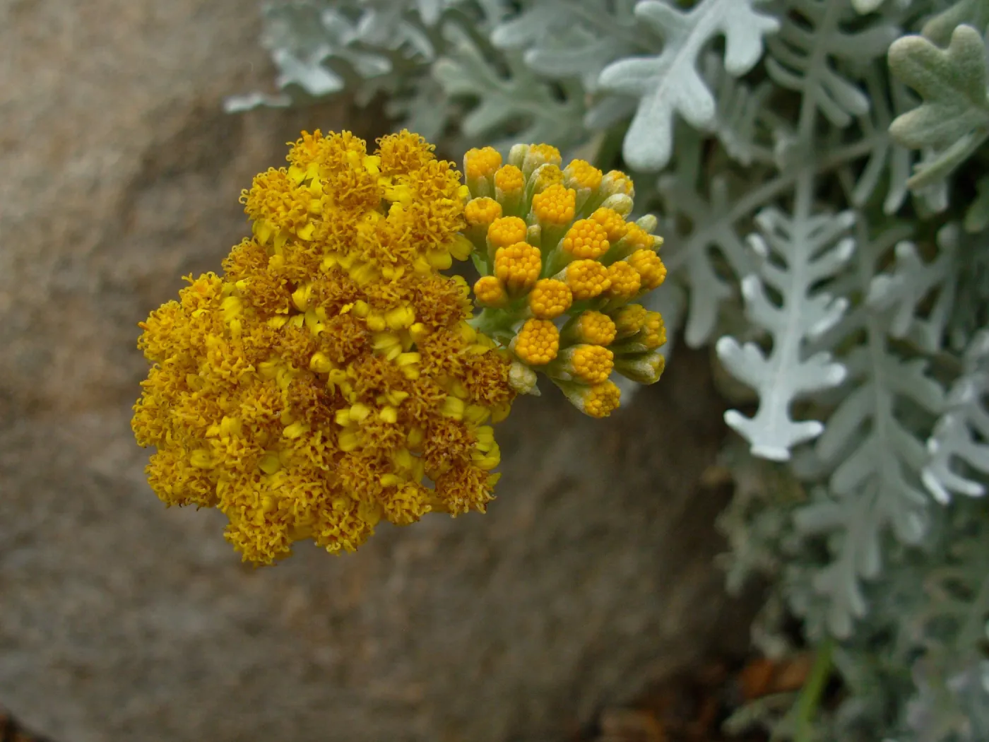 Eriophyllum nevinii cv. 'Canyon Silver'