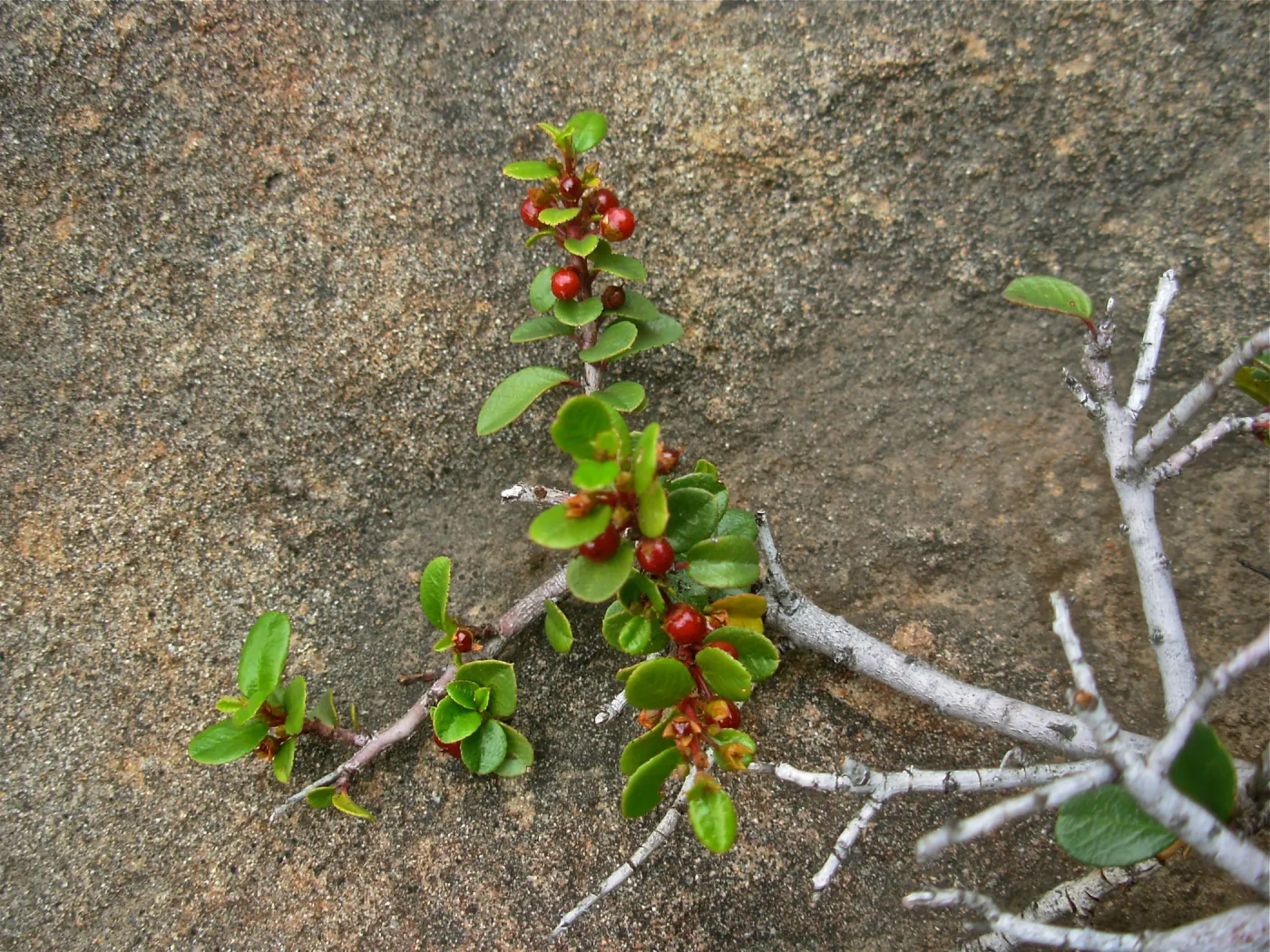 Bansai Rhamnus crocea, Manzanita Section, SBBG